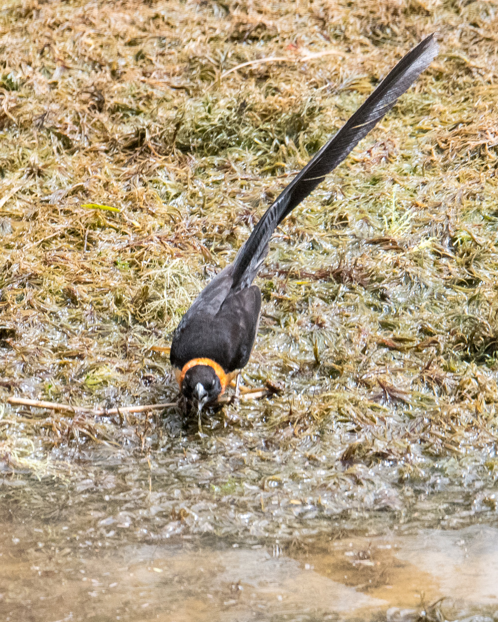 Veuve à collier d'or (Sahel Paradise Whydah, Vidua Orientalis), mâle  nuptial buvant, Réserve Naturelle de Popenguine.
